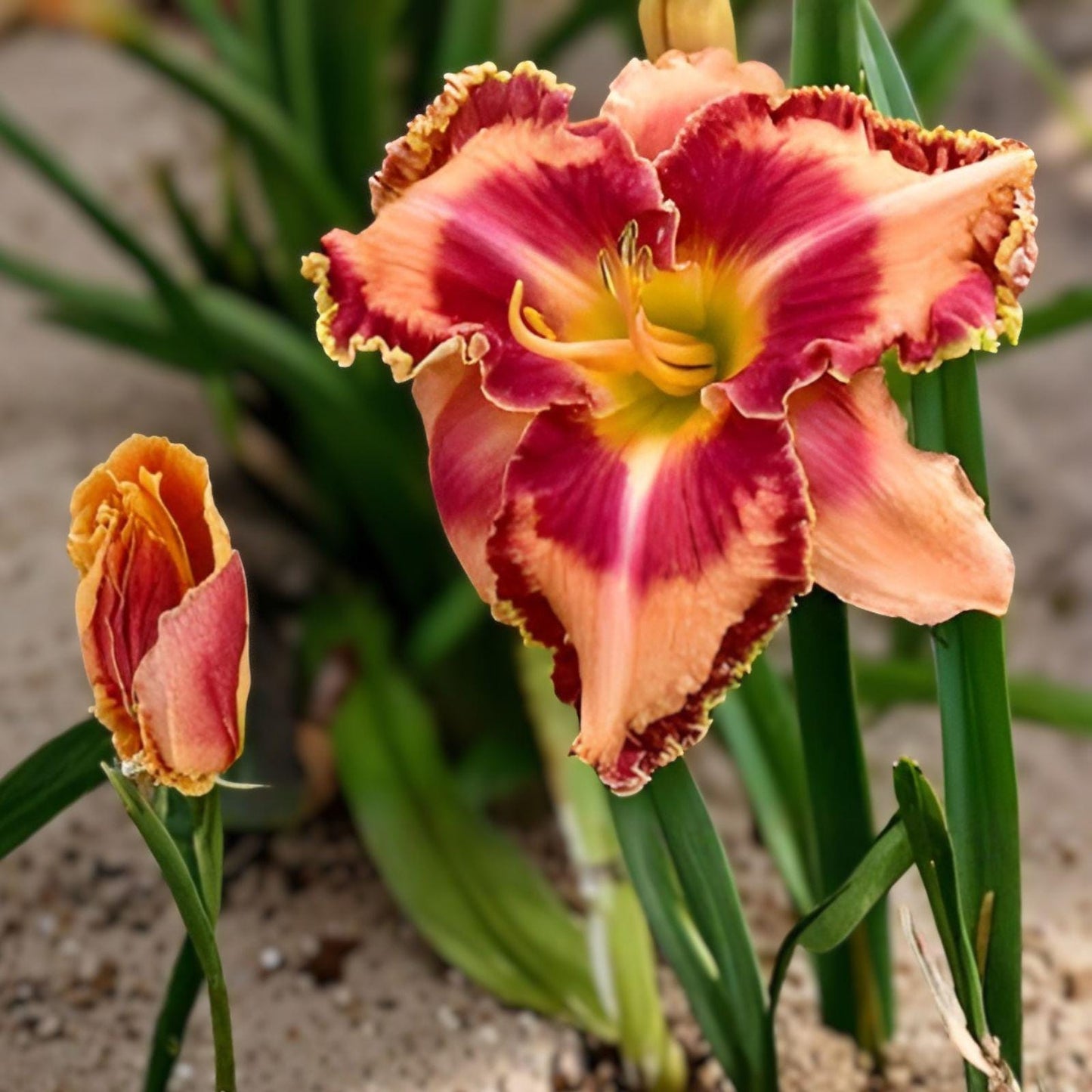 Rainbow Rhythm King of Ages Daylily Bare Root Plant – Yellow Orange Perennial Flowering Hemerocallis