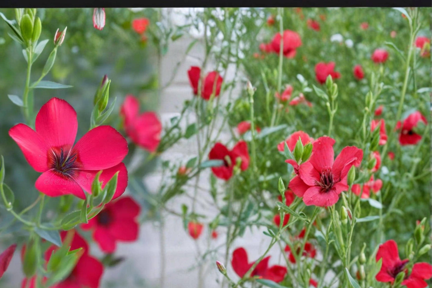 Scarlet Flax Seeds 100 Pack – Linum grandiflorum rubrum Bright Red Wildflower for Borders & Gardens