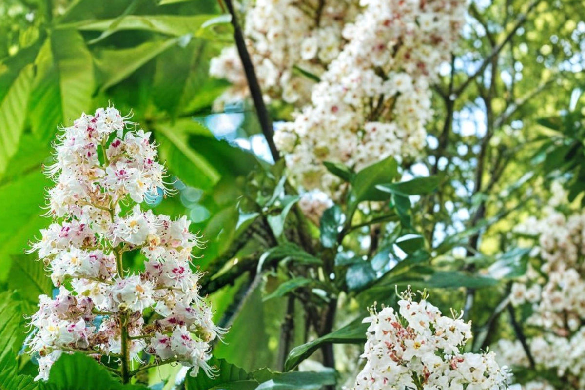 Horse Chestnut Seeds – Aesculus hippocastanum – Ornamental Tree Seeds for Landscaping and Garden Planting