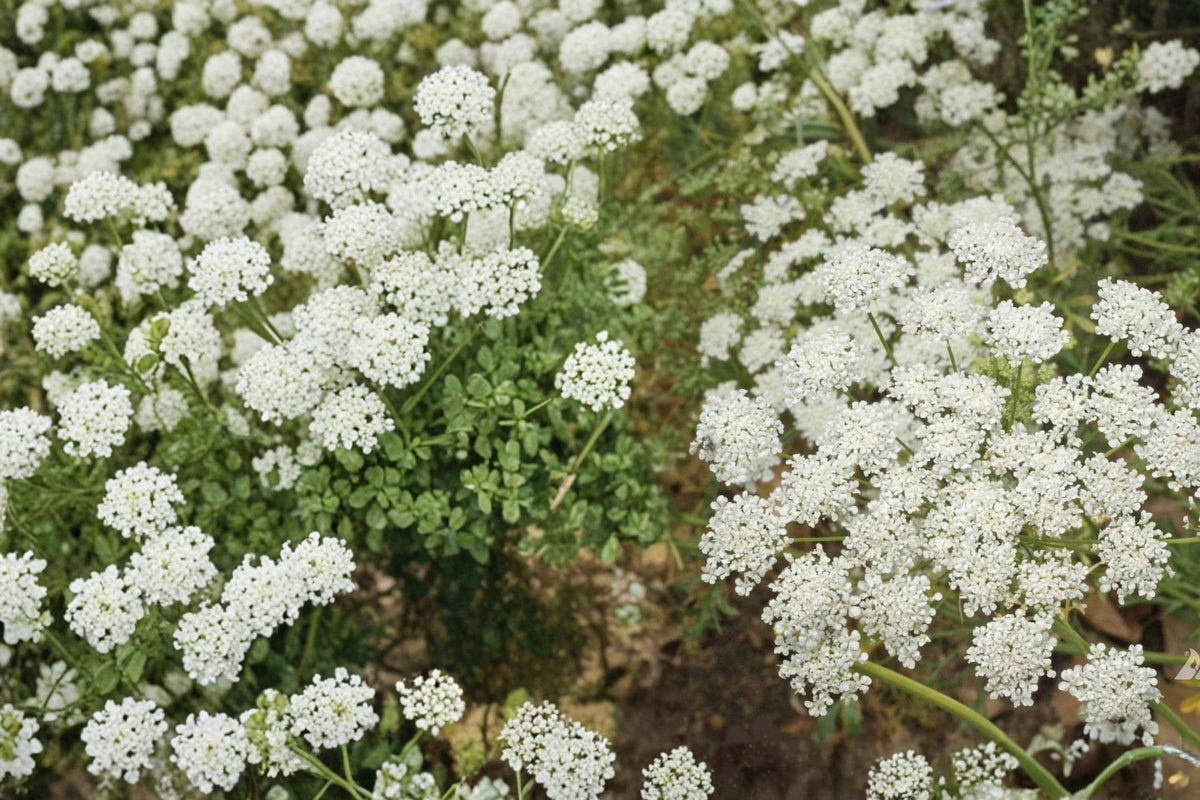 Bishop's Flower Seeds, Ammi majus, White Lace-like Annual for Borders & Cutting Gardens, 100 Seeds