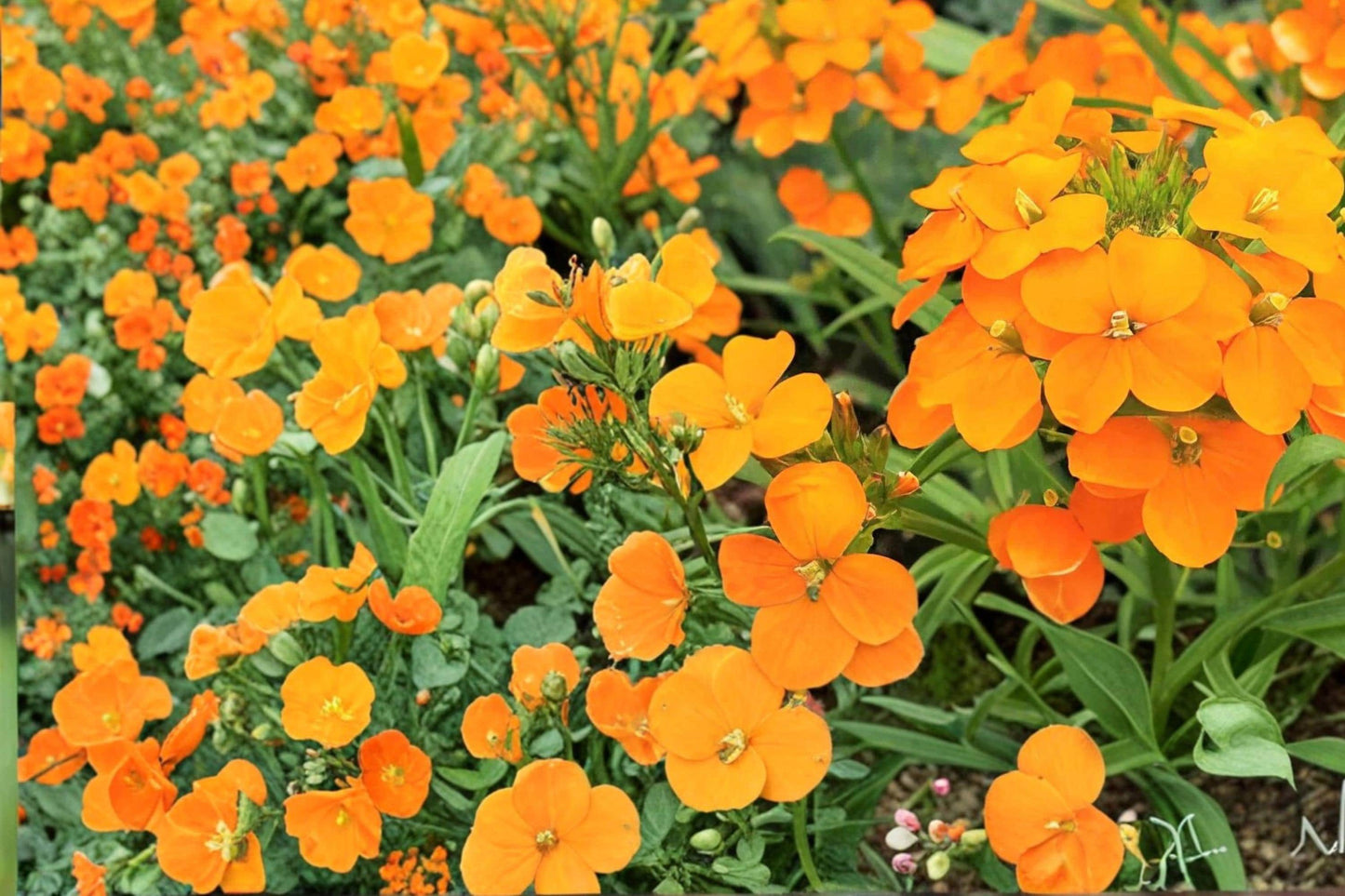 Siberian Wallflower Seeds – Erysimum cheiri – Bright Orange to Red Fragrant Flowers, Compact Herbaceous Plant, Garden, Border, Rock Garden