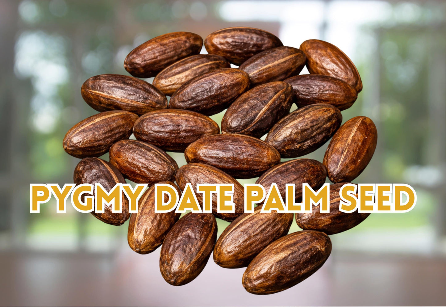 Pygmy Date Palm Seeds 5 Pack | Phoenix roebelenii Mini Tropical Palm Tree Seeds for Gardening