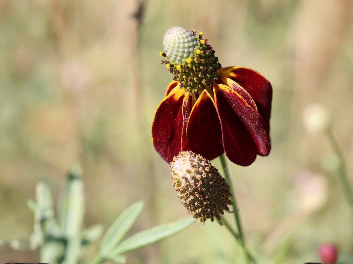Prairie Coneflower Seeds – Heirloom Non-GMO Native Wildflower for Garden, Meadow, and Natural Landscapes – Ratibida columnifera