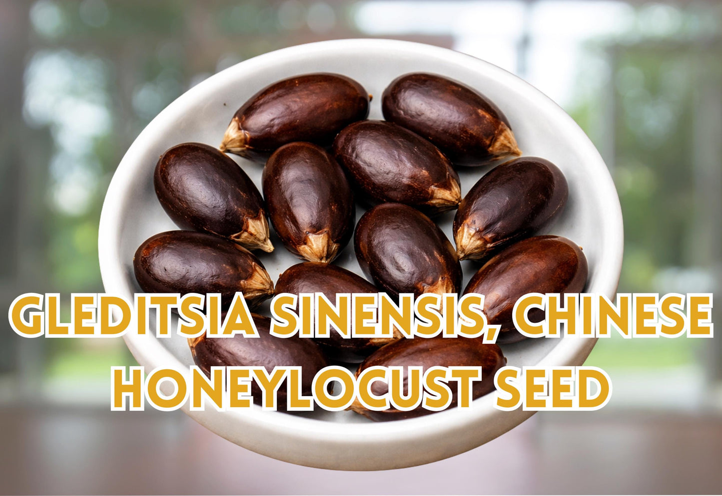 Gleditsia Sinensis Seeds 10 Pack | Chinese Honeylocust | Soap Bean Tree Seeds for Planting | Subtropical to Temperate Climate