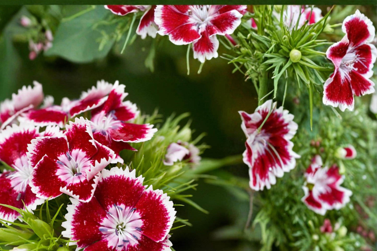 Sweet William Seeds – Dianthus barbatus, 100 Seeds, Colorful Bicolor & Multi-Color Blooms, Herbaceous Border Plant