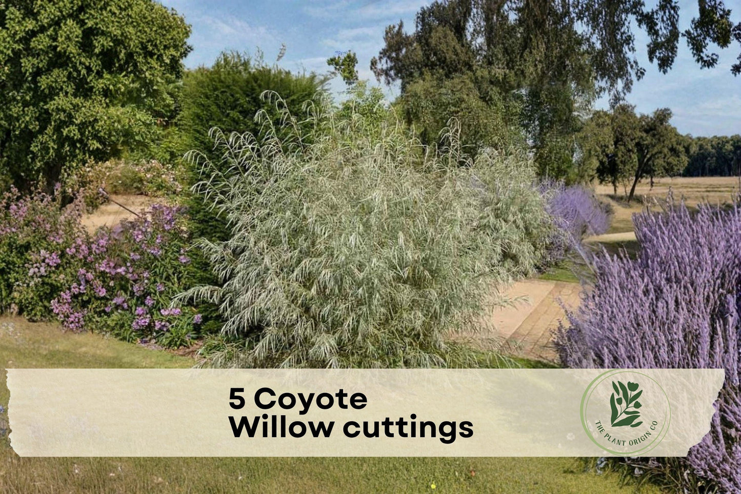 5 Coyote Willow Cuttings Salix exigua Native Shrub for Landscaping, Privacy, Windbreaks
