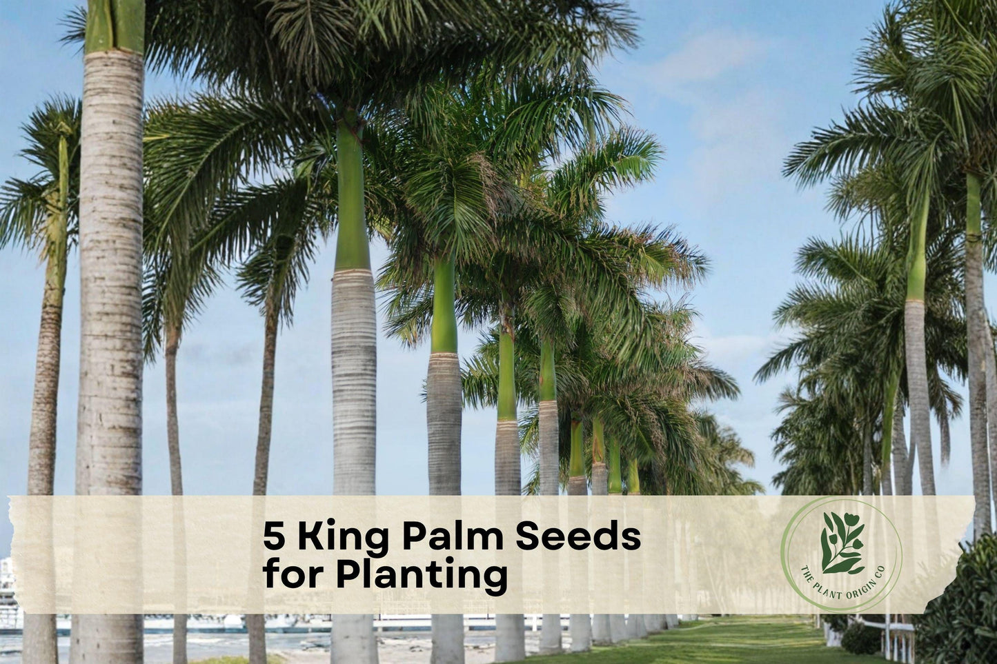 King Palm Seeds, Tropical Palm Tree, Archontophoenix cunninghamiana, Ornamental Landscaping, Indoor & Outdoor Planting, Green Fronds
