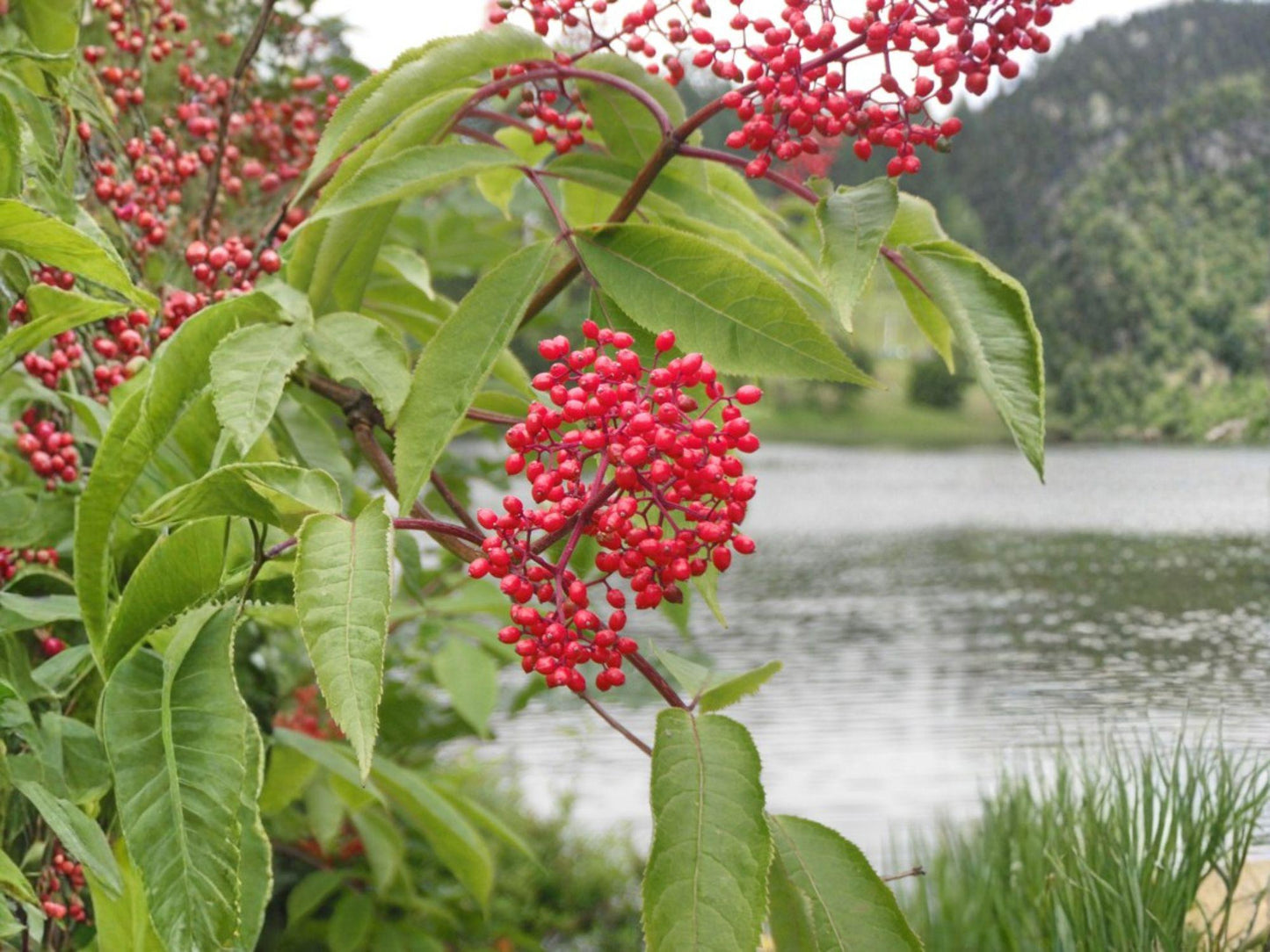 European Red Elderberry Seeds - Native Shrub, Heirloom, Non-GMO, Sambucus racemosa, Berry-Producing Plant for Wildlife Gardens