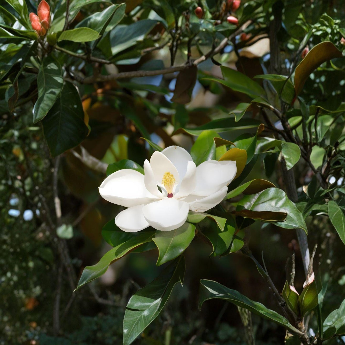Southern Magnolia Woody Cuttings – 8 Pack, 6-Inch, Magnolia grandiflora, Evergreen Tree Propagation Material