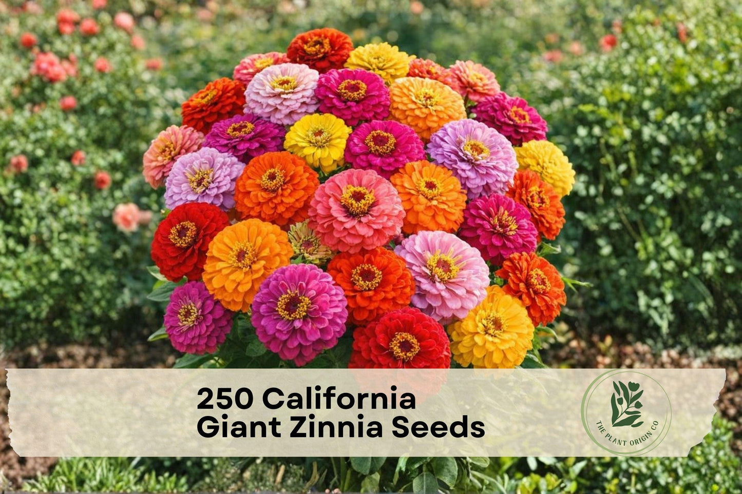 250 California Giant Zinnia Seeds - Vibrant Mixed Colors, Large Blooms, Easy to Grow, Attracts Pollinators, Zinnia elegans, Garden Flowers