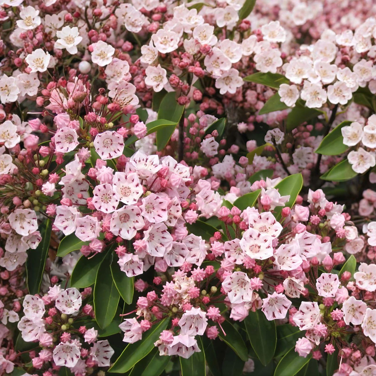 Pink Mountain Laurel Live Plant – Bare Root Shrub, Kalmia latifolia, Pink Flowers, Evergreen, Woodland Garden, 1 Ft+