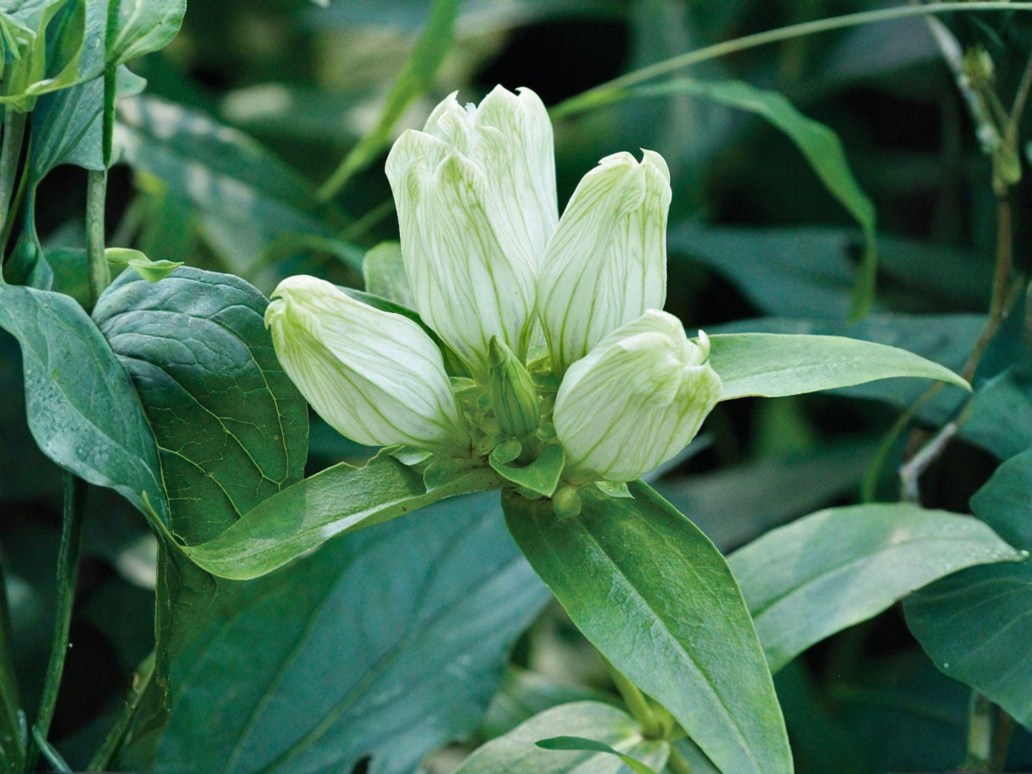 Gentiana Flavida Seeds - Cream Gentian Wildflower, Heirloom Non-GMO Native Seeds for Garden, Pollinator-Friendly Perennial Planting