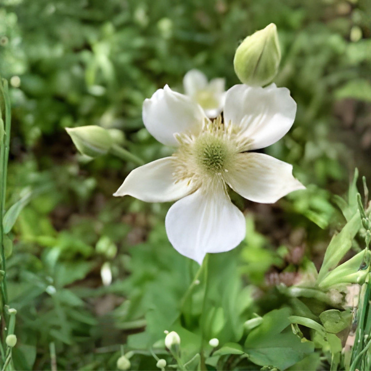 Thimbleweed Seeds, Anemone cylindrica, Native White Wildflower for Prairie Gardens & Dry Soil, Perennial Plant Seeds