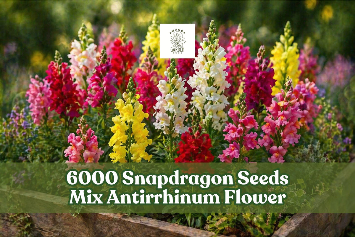 Snapdragon Seeds Rainbow Mix Antirrhinum majus - Multicolor Garden Flower Seeds for Borders & Cut Flowers