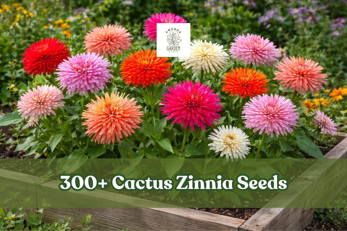 300+ Cactus Zinnia Seeds Zinnia elegans Giant Double Bloom Mix for Garden Beds & Borders