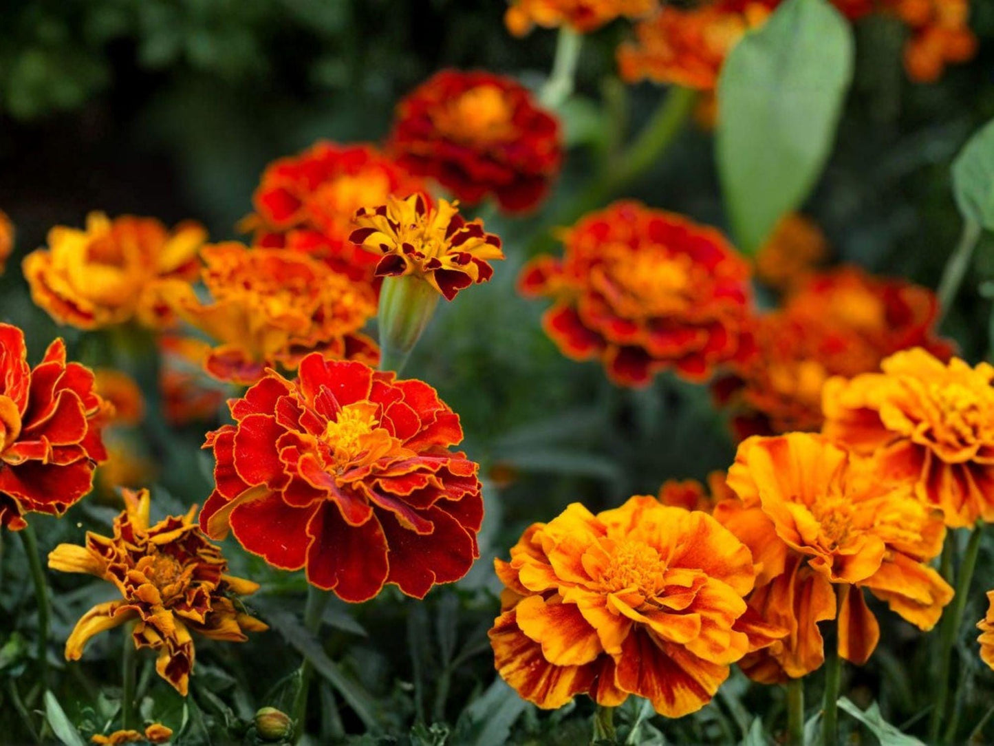 French Marigold Sparky Mix Seeds | Tagetes patula Flowering Annual for Garden Beds & Containers | Vibrant Red, Orange, Yellow Blooms
