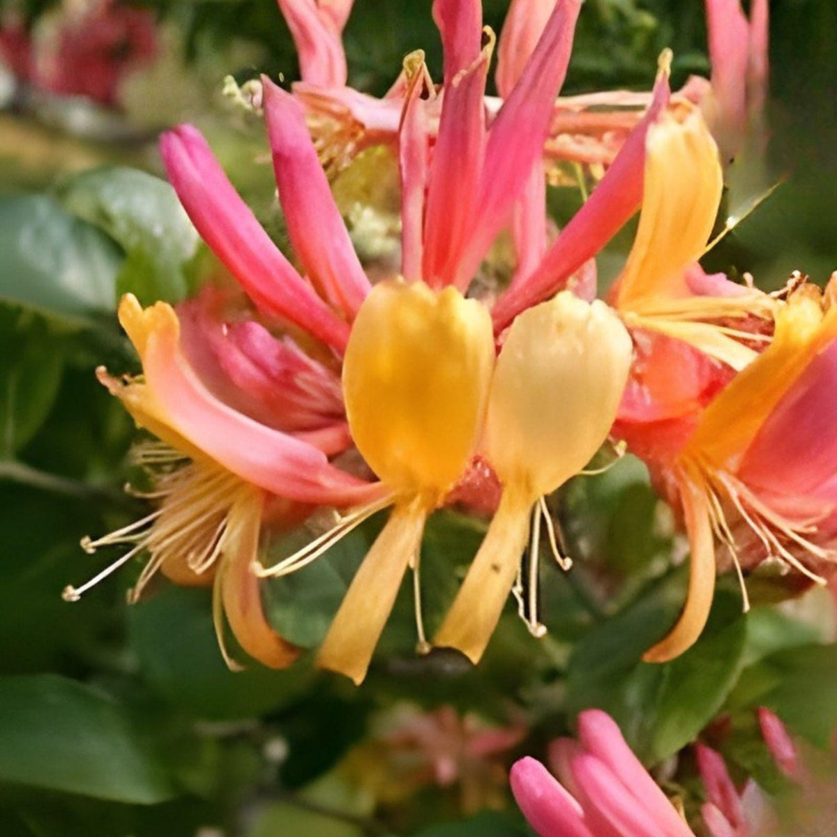 Antique Pink Honeysuckle Vine – Fragrant Climbing Flowering Perennial Bare Root Plant | Lonicera