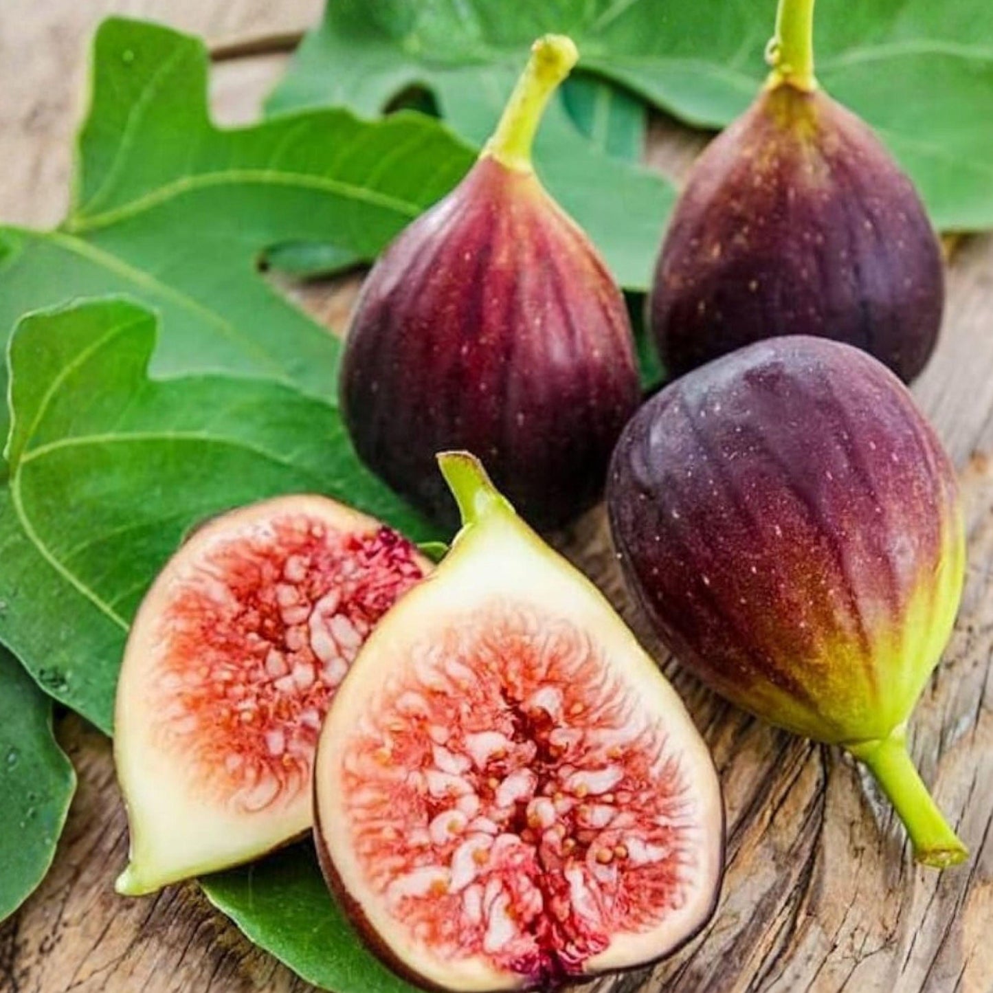 Brown Turkey Fig Tree Live Plant 5-8 Inches, Cold Hardy Ficus carica Fruit Tree for Outdoor & Container Growing