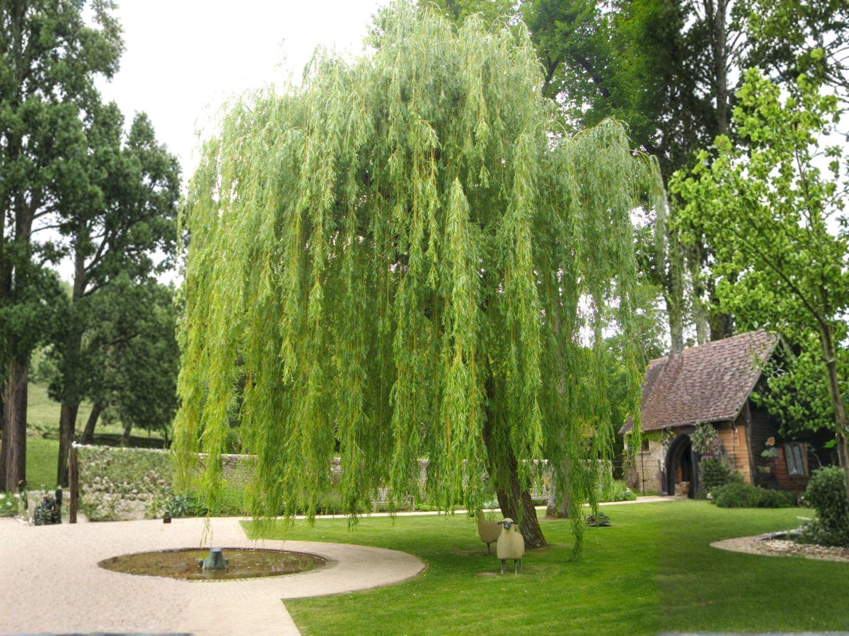 Weeping Willow Tree Plant – Bare Root Salix babylonica Ornamental Shade Tree for Gardens and Landscapes