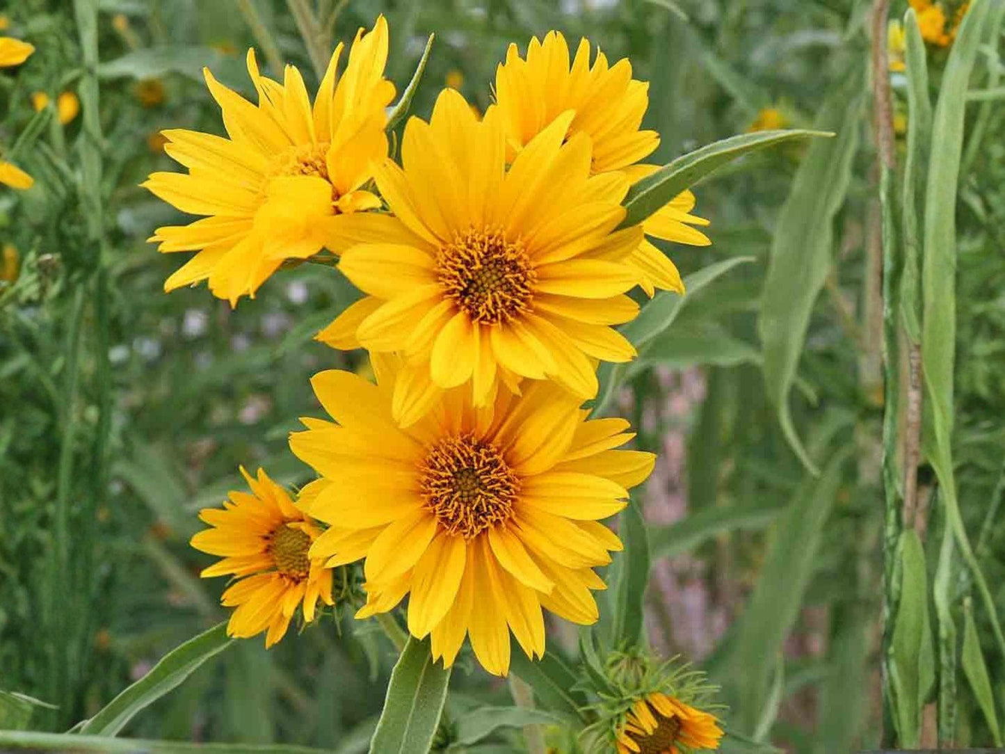 Helianthus maximiliani Seeds – Heirloom Non-GMO Maximilian Sunflower for Native Wildflower Garden Planting