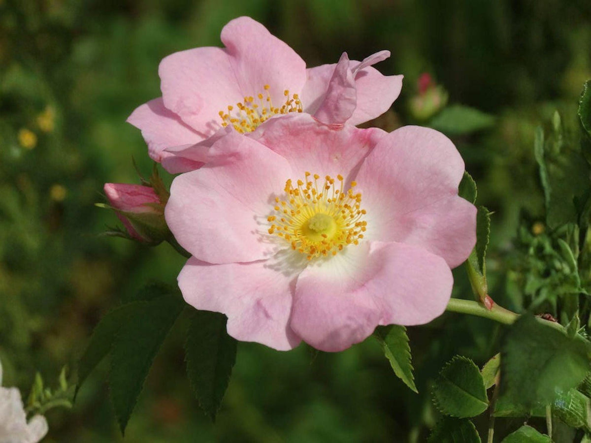 Rosa Carolina Seeds – Pasture Rose Native Heirloom Non-GMO Flower Seeds for Garden, Pollinator, Perennial Borders