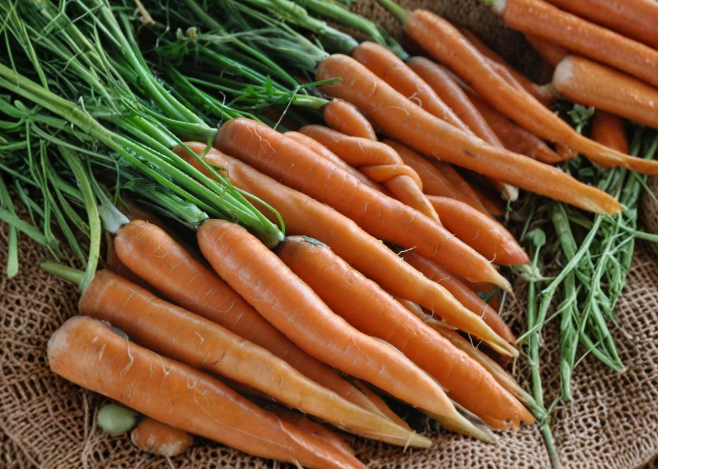 Scarlet Nantes Carrot Seeds – French Heirloom, Sweet, Crisp Roots, 500+ Seeds for Home Gardening
