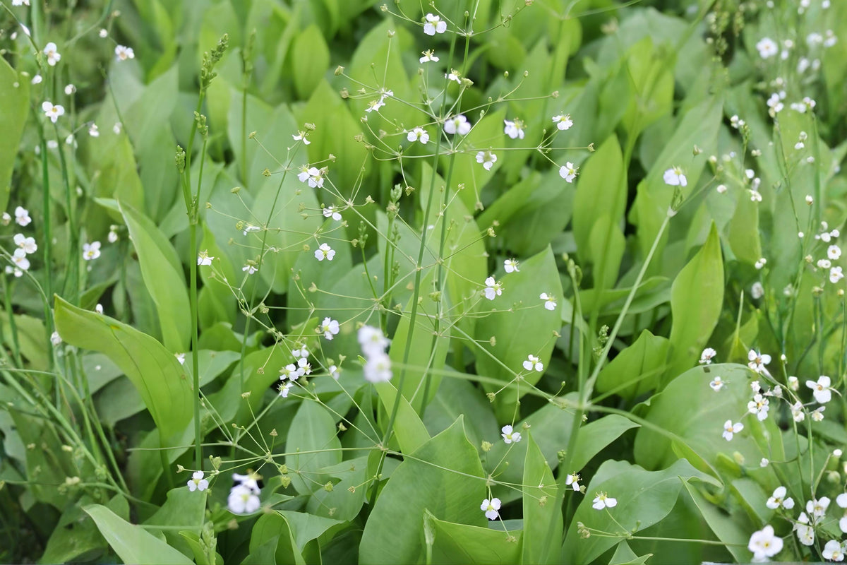 Mud Plantain Seeds | Native Aquatic Plant for Ponds & Wetlands | Alisma subcordatum | Marshy & Water Garden Plant