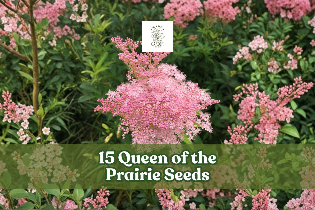 Queen of the Prairie Seeds - Pink Filipendula rubra Wildflower for Meadow Gardens & Pollinator Gardens, 15 Seeds
