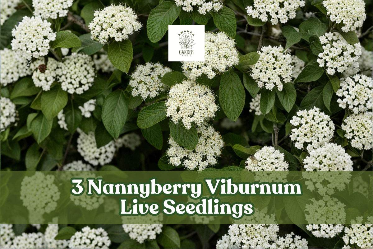 Nannyberry Viburnum Live Seedlings – Viburnum lentago Shrubs, 3 Pack, Hardy Landscape Plants for Hedges & Gardens