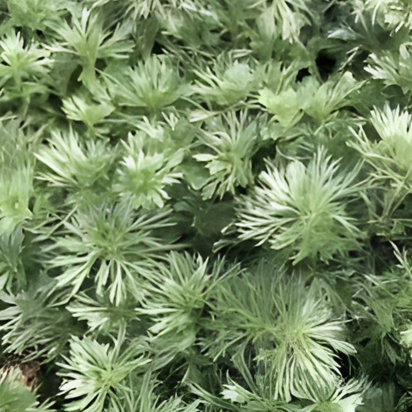 Silver Mound Artemisia Plant | Live Bare Root Artemisia schmidtiana | Drought-Tolerant Perennial with Silver Foliage for Borders & Rock Gardens