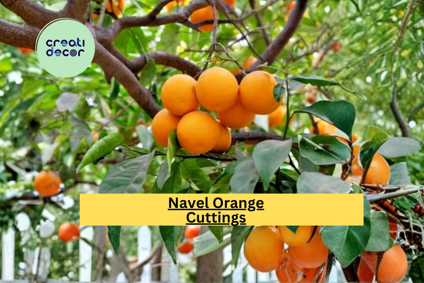 California Navel Orange Scion Cuttings – Grafting Propagation Wood for Citrus Tree Growth, Citrus sinensis