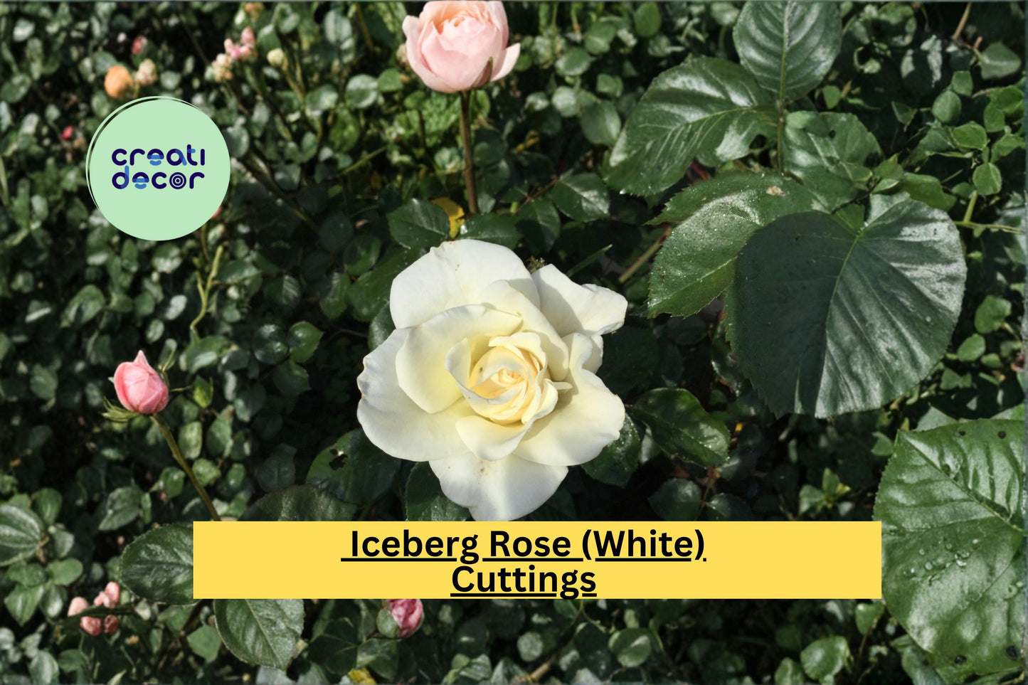 White Iceberg Rose Cuttings – 3 Stem Propagation for Climbing Shrub Roses, Rosa hybrid, White Blooms