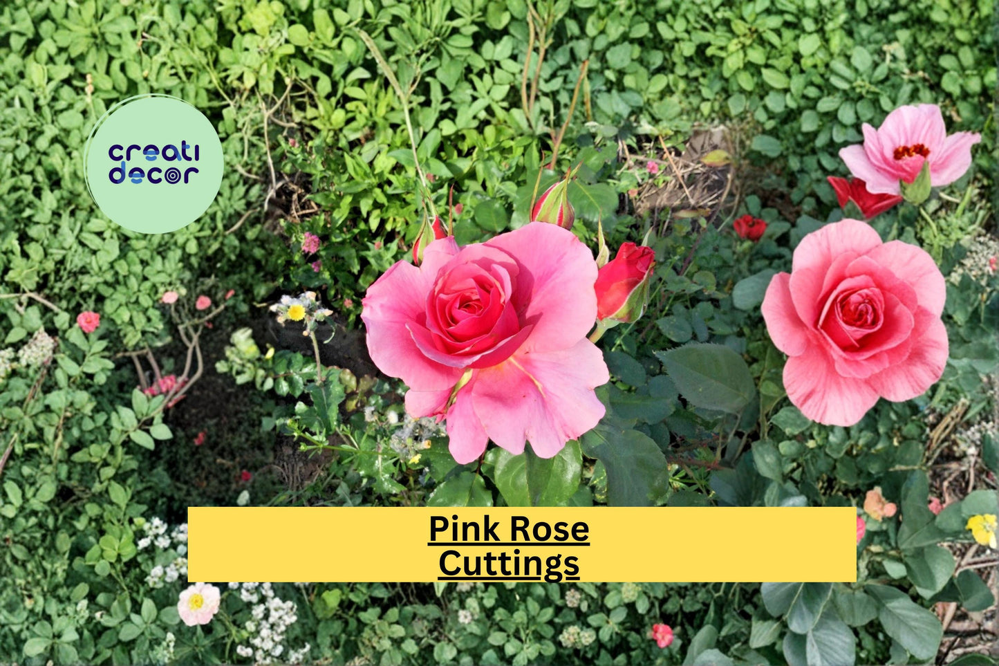 Pink Rose Cuttings for Propagation – Rosa hybrid Flowering Shrub or Climbing Roses, 3 Healthy Stem Cuttings