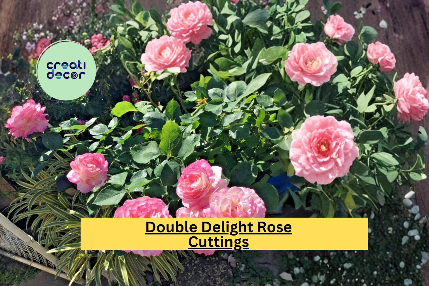Double Delight Rose Cuttings – Bicolor Fragrant Hybrid Propagation, 3 Stem Flowering Shrub Rosa hybrid