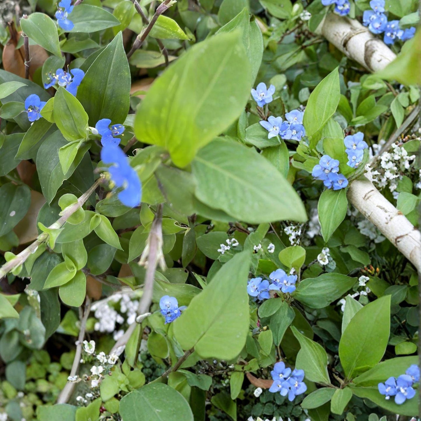 Commelina Diffusa Cuttings | Climbing Dayflower | Blue Flower Vine | Fast Growing Plant | 25+ Fresh Cuttings