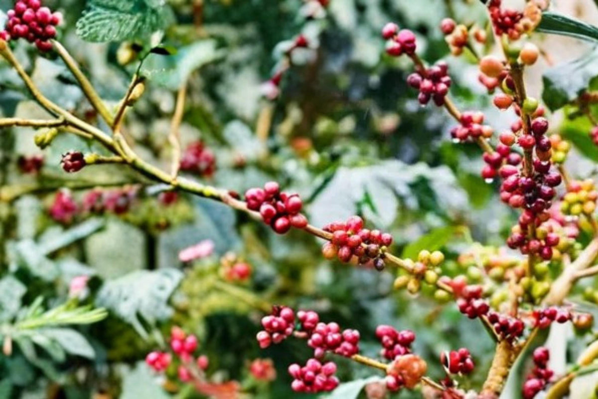 Coffee Plant Seeds – Coffea arabica Tropical Evergreen Shrub for Garden or Container Growth