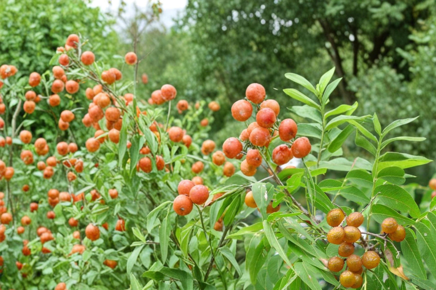 Soapberry Tree Seeds – Sapindus saponaria, Ornamental Deciduous Tree with Round Berries, Full Sun, Well-Drained Soil