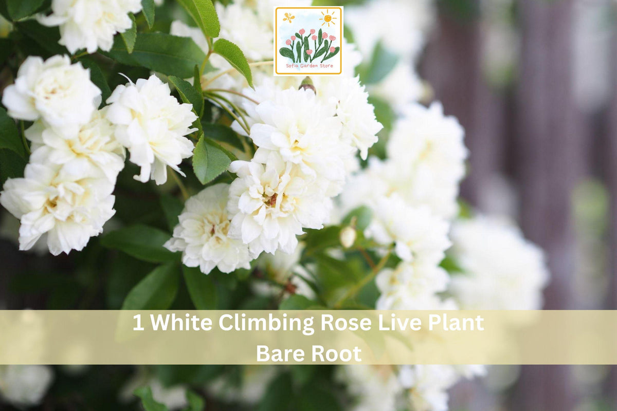 White Climbing Rose Bare Root Plant – 2-3 Ft Flowering Climbing Rose, Rosa spp., Garden Vine for Trellis & Fence