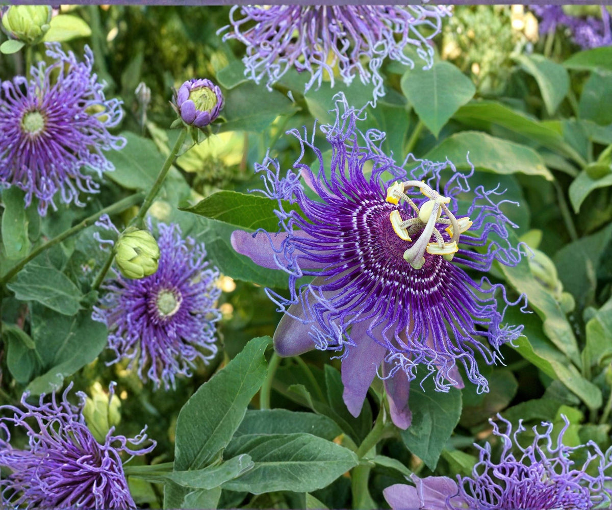 Maypop Passionflower Vine Live Starter Plant – Climbing Passiflora Incarnata with Edible Fruit & Purple Flowers