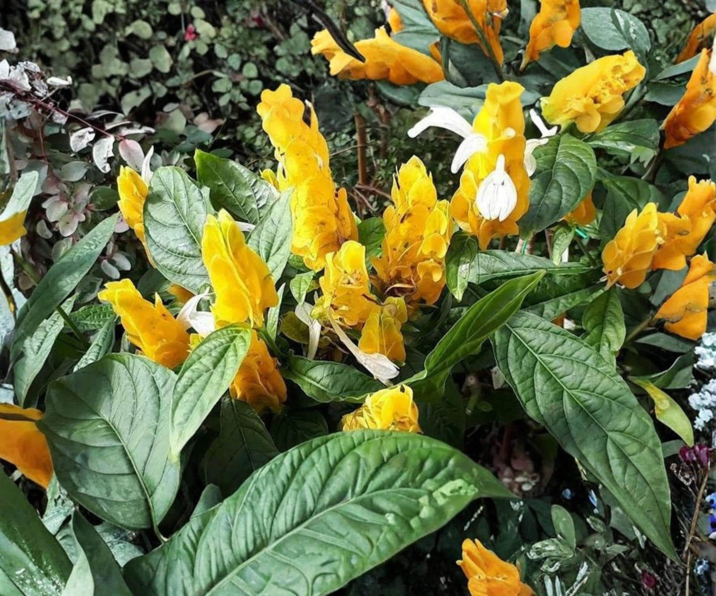 Golden Shrimp Plant Starter – Justicia brandegeana Tropical Yellow Flower Indoor Outdoor Plant