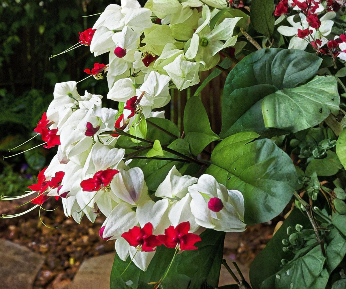 Bleeding Heart Vine Live Starter Plant, Clerodendrum thomsoniae, Red & White Tropical Flowering Climber