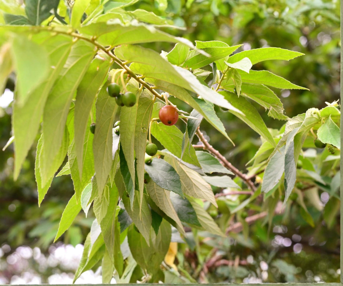 Jamaican Cherry Tree Live Starter Plant – Tropical Edible Fruit, Muntingia calabura, Small Green Foliage