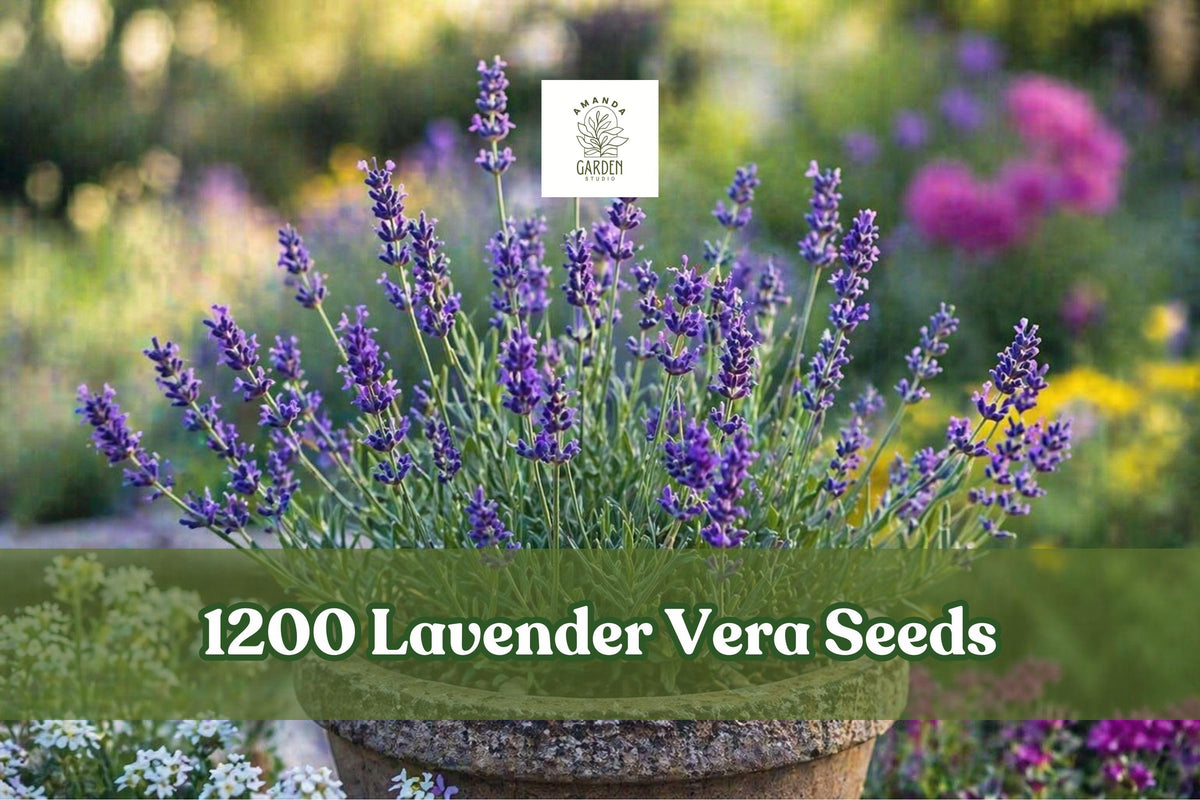Lavender Vera Seeds, 1200+ Fragrant Purple Herb Garden, Lavandula angustifolia, Perennial, Drought-Tolerant, Container & Border