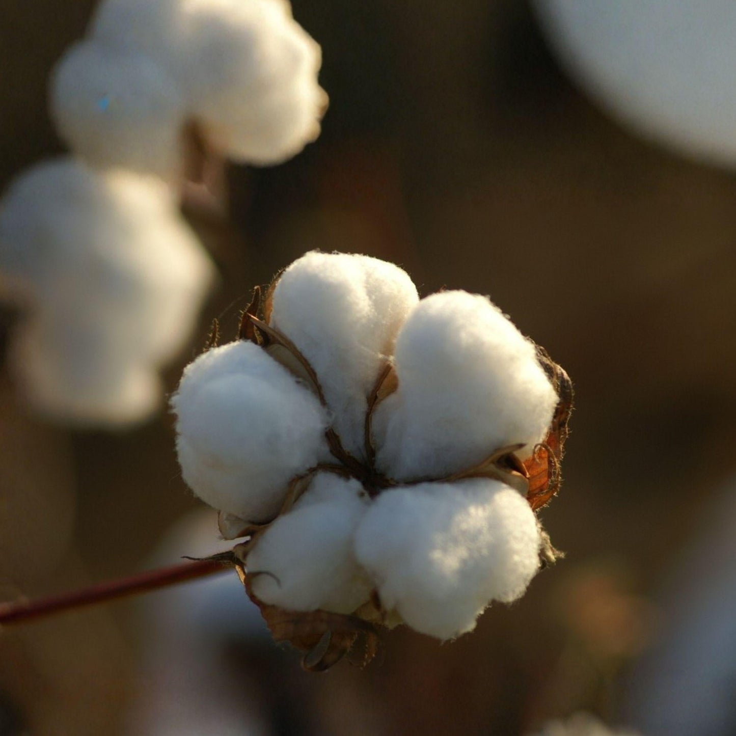 Cotton Bush Seeds, Gossypium spp, Yellow Flowering Annual for Fiber Crafts & Education, 5 Seeds