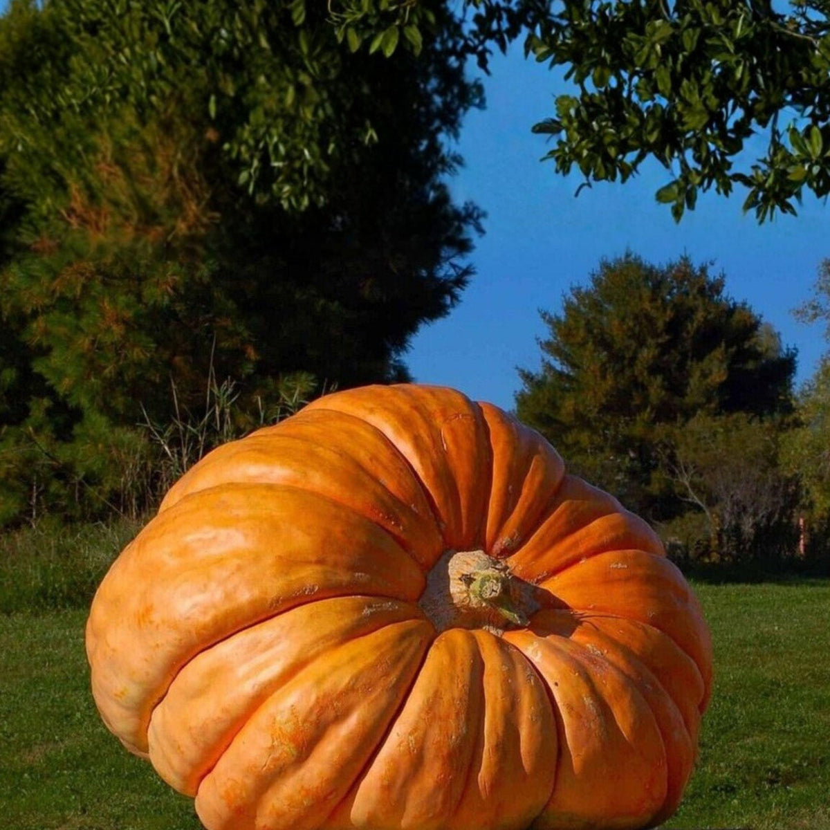 Giant Gourd Seeds, Large Ornamental Vine, Craft Pumpkin Type, Lagenaria siceraria, Full Sun, 7 Seeds