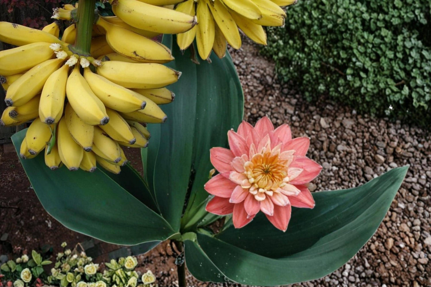 Banana Seeds – Musa Tropical Fruit Plant with Large Green Foliage for Warm Climates