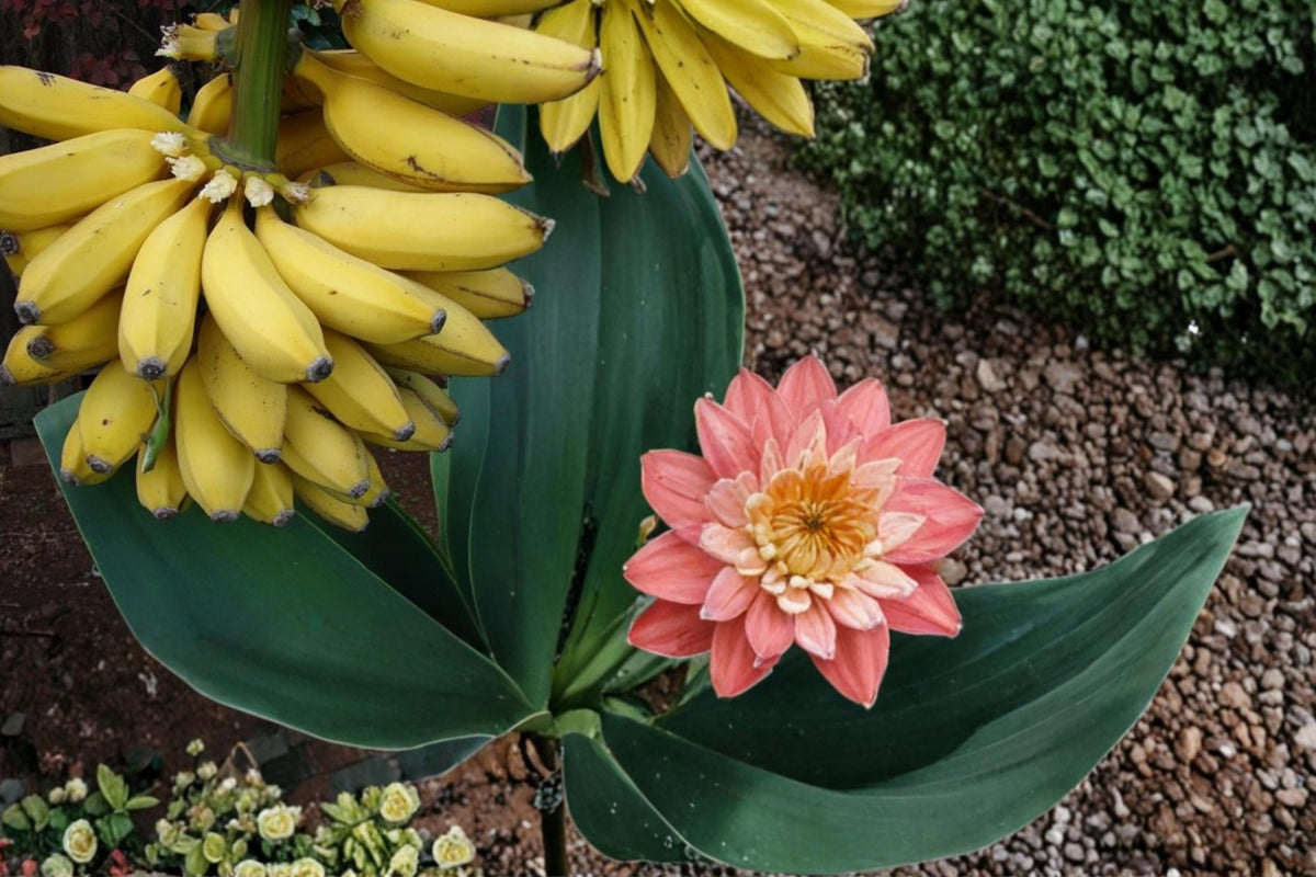 Banana Seeds – Musa Tropical Fruit Plant with Large Green Foliage, Fast-Growing Perennial