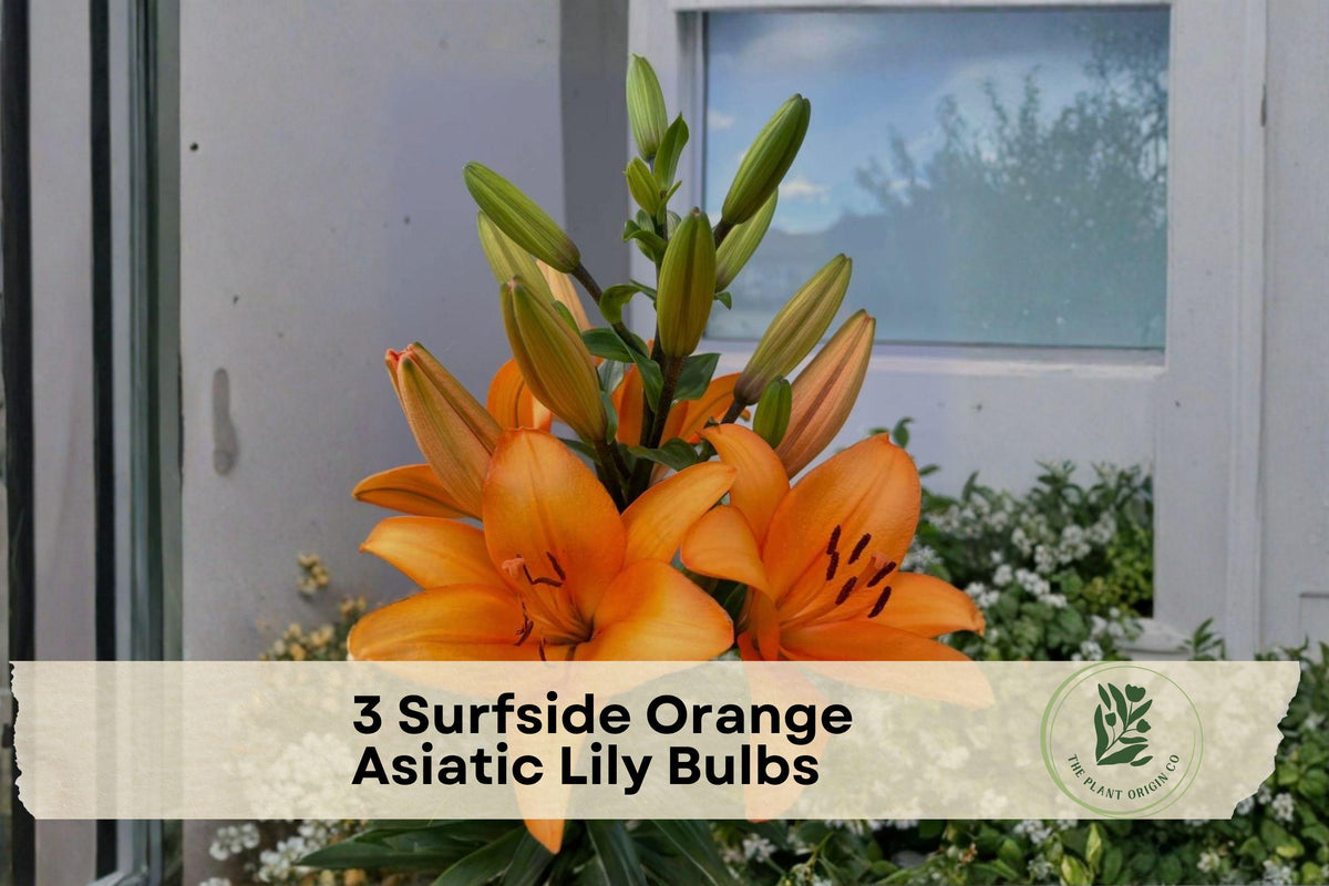 Surfside Orange Asiatic Lily Bulbs - Bright Orange Flowering Bulb for Garden Beds, Borders & Containers | Lilium Asiatic Hybrid