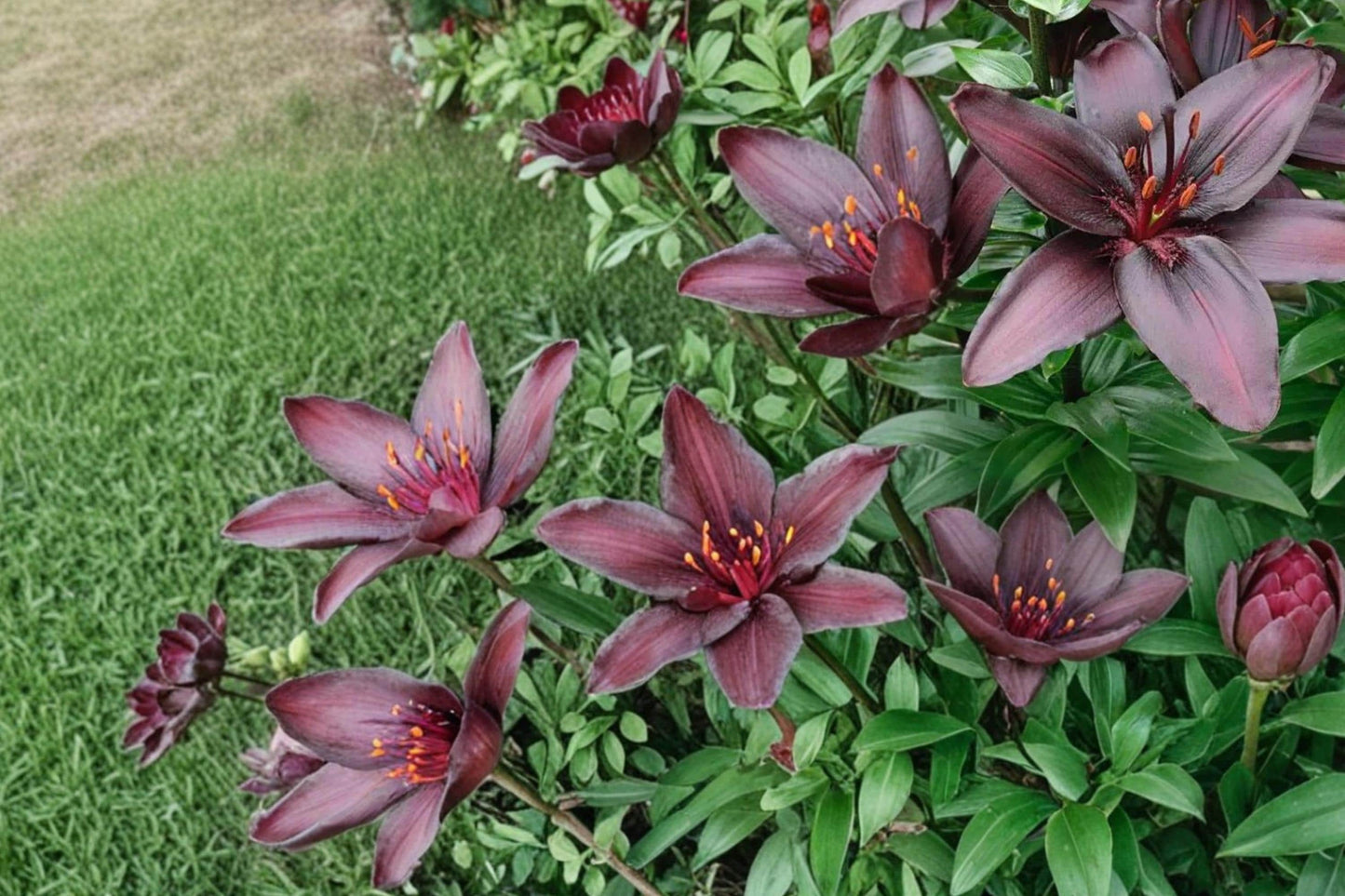 Blackstone Lily Bulbs – Lilium Asiatic Deep Burgundy Flowering Perennial Bulb for Garden Beds
