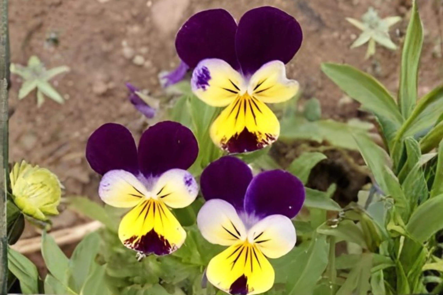 Johnny Jump Up Viola Seeds - Heirloom Flower with Purple, Yellow & White Faces, Easy to Grow, Long Blooming, Viola tricolor, Container & Border Plant